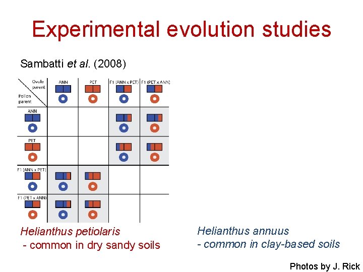 Experimental evolution studies Sambatti et al. (2008) Helianthus petiolaris - common in dry sandy