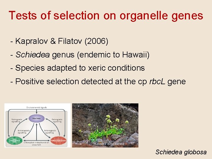 Tests of selection on organelle genes - Kapralov & Filatov (2006) - Schiedea genus