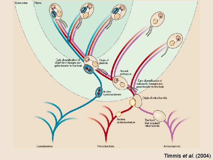 Timmis et al. (2004) 