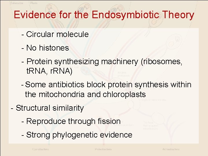 Evidence for the Endosymbiotic Theory - Circular molecule - No histones - Protein synthesizing