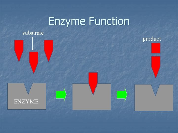 Enzyme Function substrate ENZYME product 