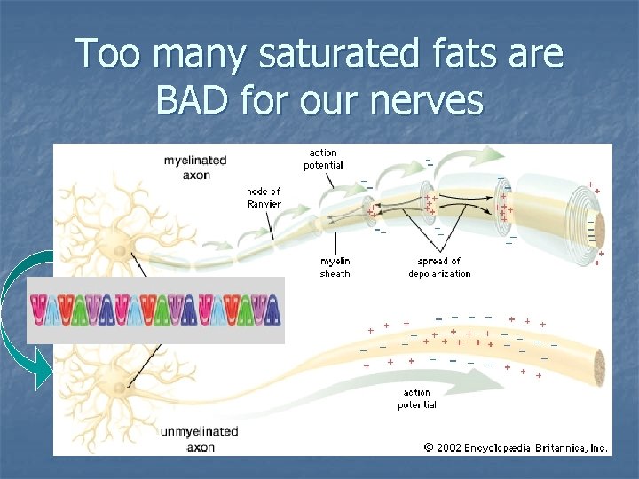Too many saturated fats are BAD for our nerves Healthy nerve Unhealthy nerve 