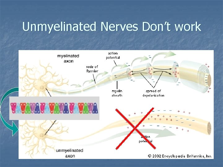 Unmyelinated Nerves Don’t work 