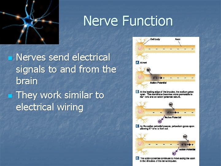 Nerve Function n n Nerves send electrical signals to and from the brain They
