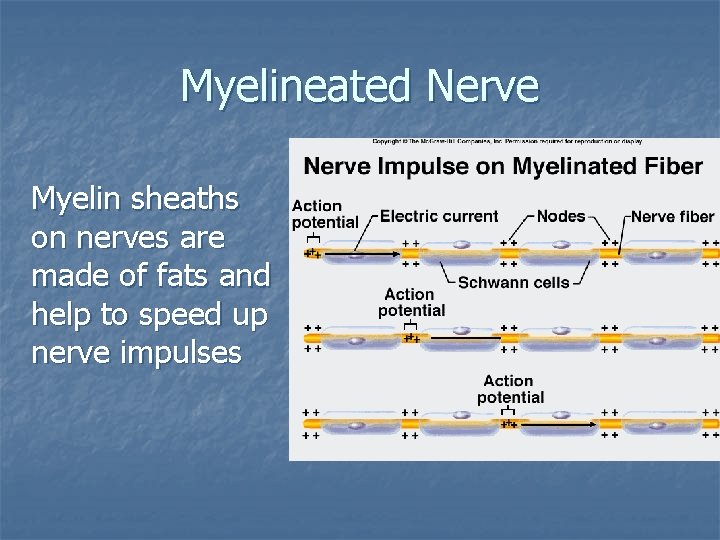 Myelineated Nerve Myelin sheaths on nerves are made of fats and help to speed