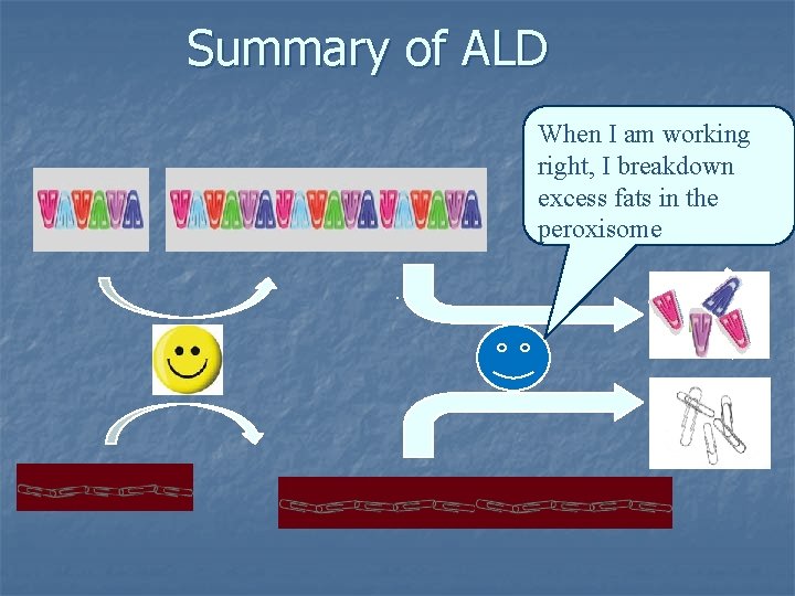 Summary of ALD When I am working right, I breakdown excess fats in the