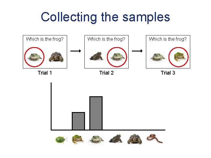 Collecting the samples Which is the frog? Trial 1 Trial 2 Trial 3 