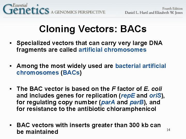 Cloning Vectors: BACs • Specialized vectors that can carry very large DNA fragments are