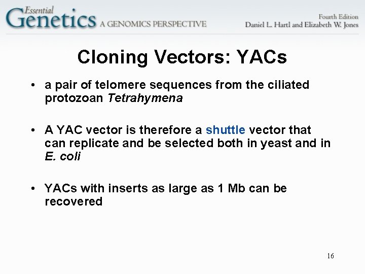 Cloning Vectors: YACs • a pair of telomere sequences from the ciliated protozoan Tetrahymena