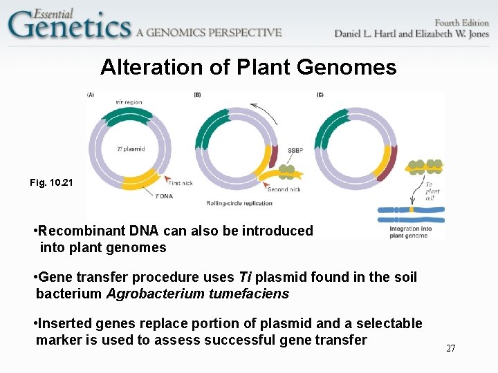 Alteration of Plant Genomes Fig. 10. 21 • Recombinant DNA can also be introduced