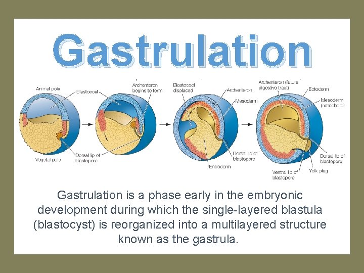 Gastrulation is a phase early in the embryonic development during which the single-layered blastula