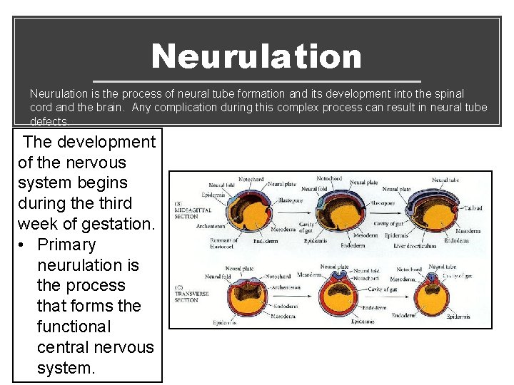 Neurulation is the process of neural tube formation and its development into the spinal