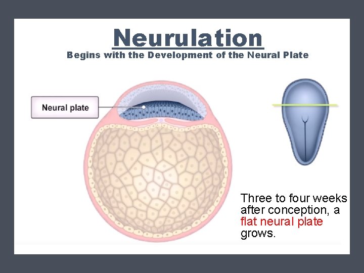 Neurulation Begins with the Development of the Neural Plate Three to four weeks after