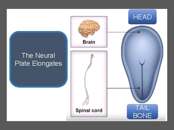 HEAD The Neural Plate Elongates TAIL BONE 