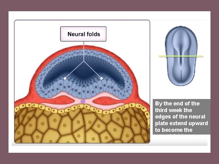 By the end of the third week the edges of the neural plate extend