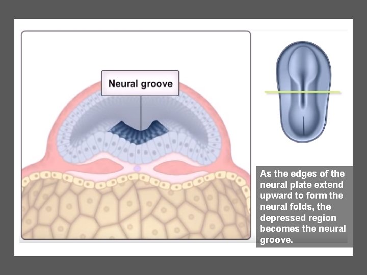 As the edges of the neural plate extend upward to form the neural folds,