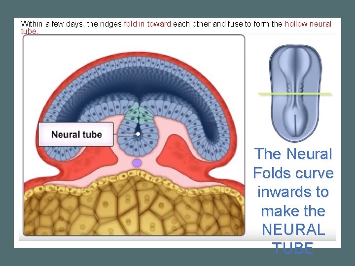 Within a few days, the ridges fold in toward each other and fuse to