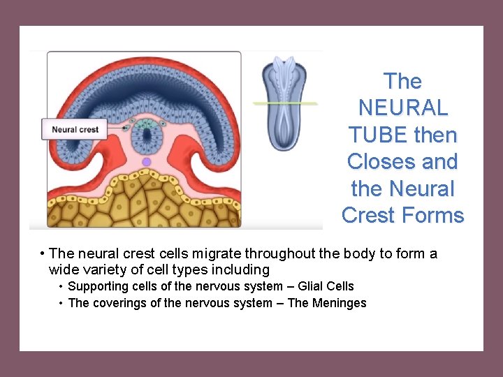 The NEURAL TUBE then Closes and the Neural Crest Forms • The neural crest