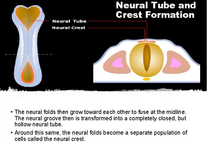 Neural Tube and Crest Formation • The neural folds then grow toward each other