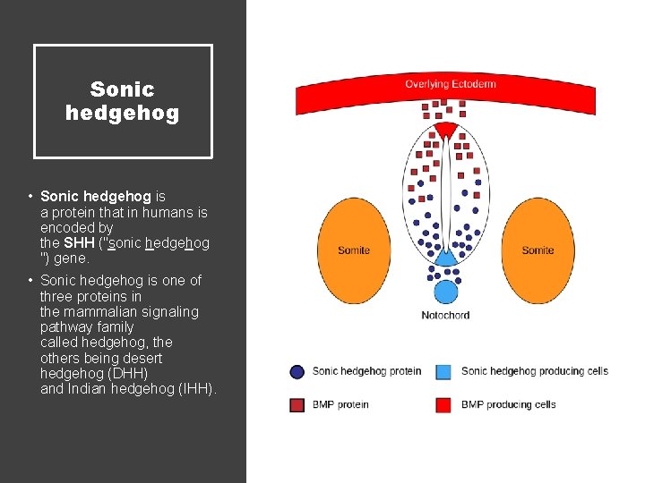 Sonic hedgehog • Sonic hedgehog is a protein that in humans is encoded by