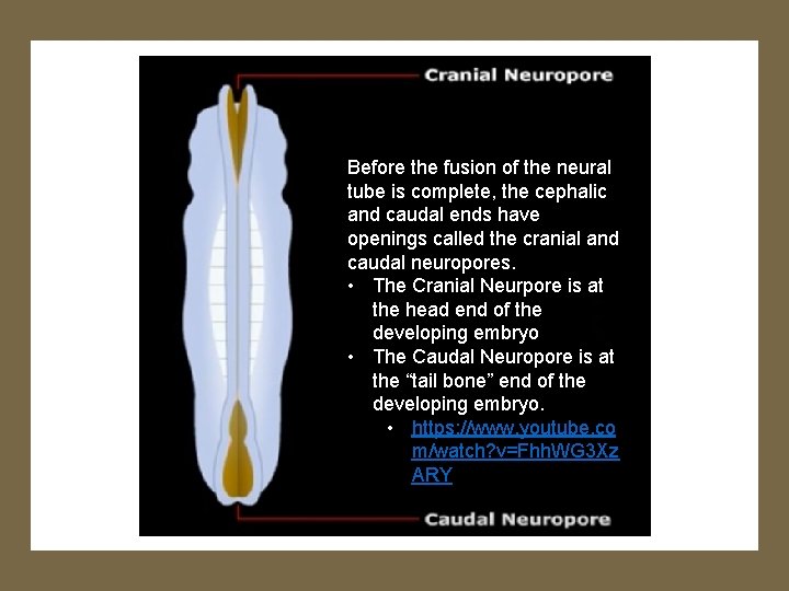 Before the fusion of the neural tube is complete, the cephalic and caudal ends