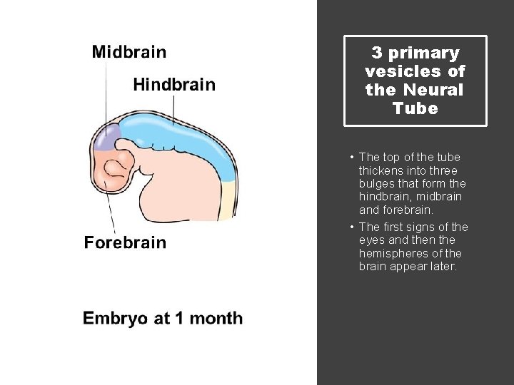 3 primary vesicles of the Neural Tube • The top of the tube thickens