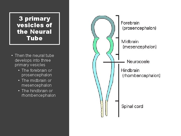 3 primary vesicles of the Neural Tube • Then the neural tube develops into