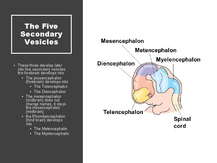 The Five Secondary Vesicles • These three develop later into five secondary vesicles the