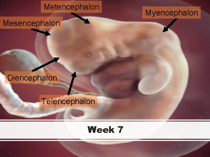 Metencephalon Mesencephalon Diencephalon Telencephalon Week 7 Myencephalon 