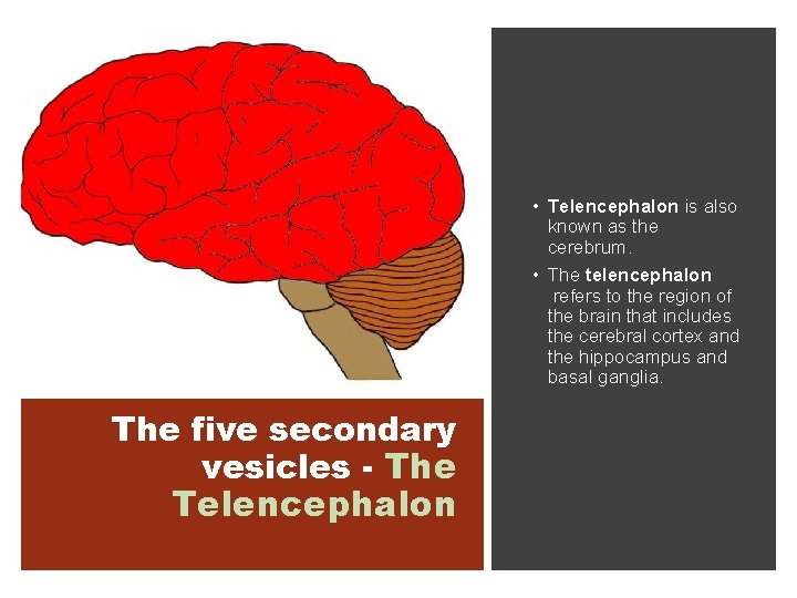  • Telencephalon is also known as the cerebrum. • The telencephalon refers to