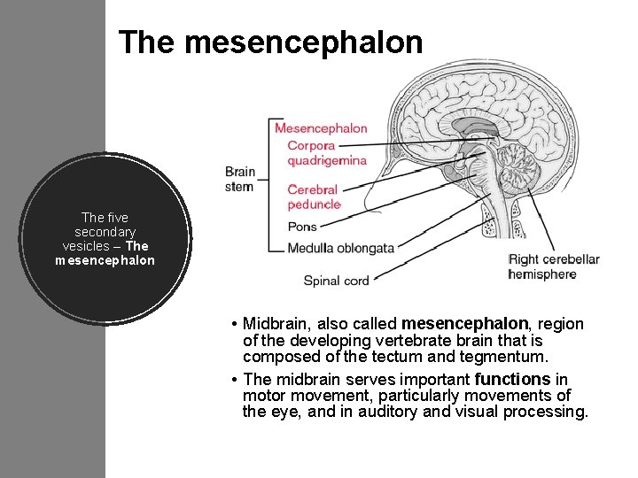 The mesencephalon The five secondary vesicles – The mesencephalon • Midbrain, also called mesencephalon,
