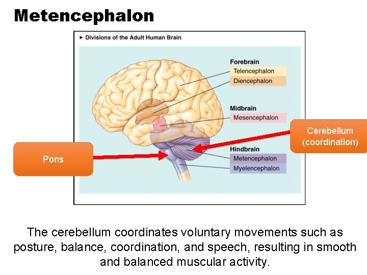 Metencephalon Cerebellum (coordination) Pons The cerebellum coordinates voluntary movements such as posture, balance, coordination,