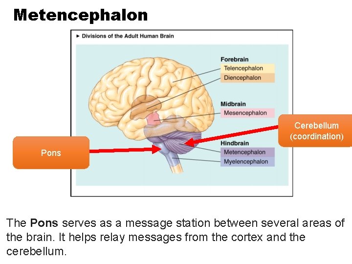 Metencephalon Cerebellum (coordination) Pons The Pons serves as a message station between several areas