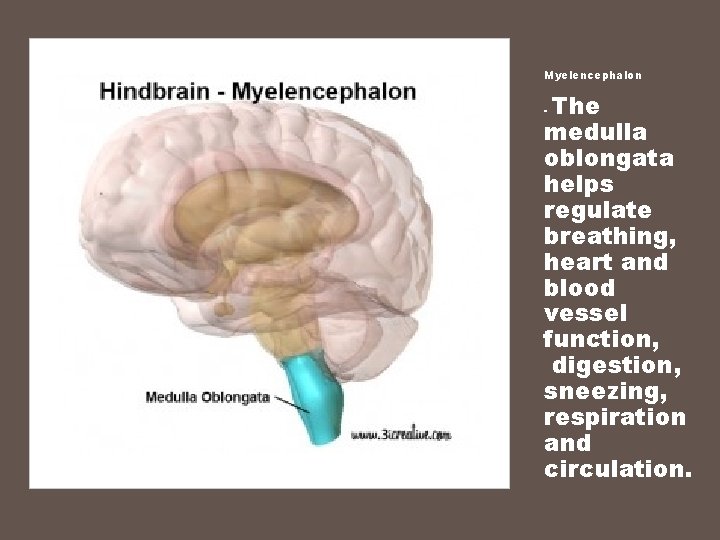 Myelencephalon The medulla oblongata helps regulate breathing, heart and blood vessel function, digestion, sneezing,