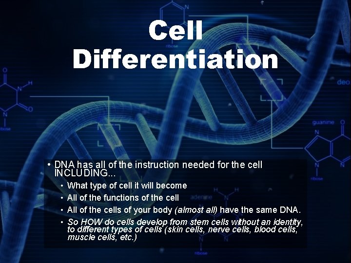 Cell Differentiation • DNA has all of the instruction needed for the cell INCLUDING.