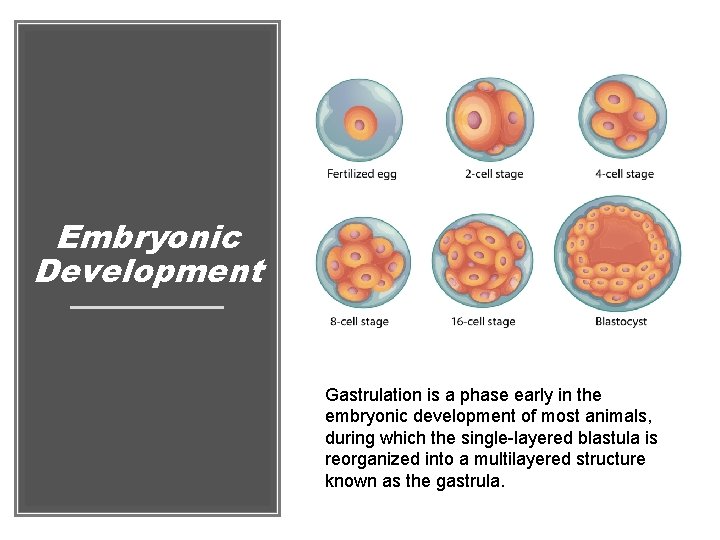 Embryonic Development Gastrulation is a phase early in the embryonic development of most animals,