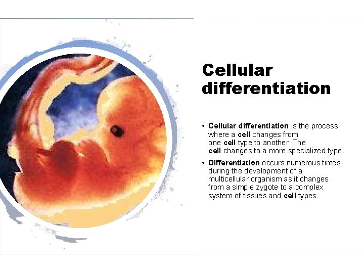 Cellular differentiation • Cellular differentiation is the process where a cell changes from one