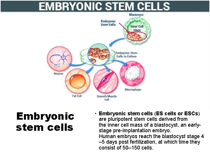 Embryonic stem cells • Embryonic stem cells (ES cells or ESCs) are pluripotent stem