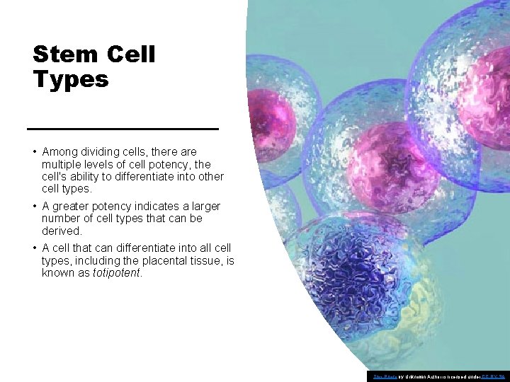 Stem Cell Types • Among dividing cells, there are multiple levels of cell potency,