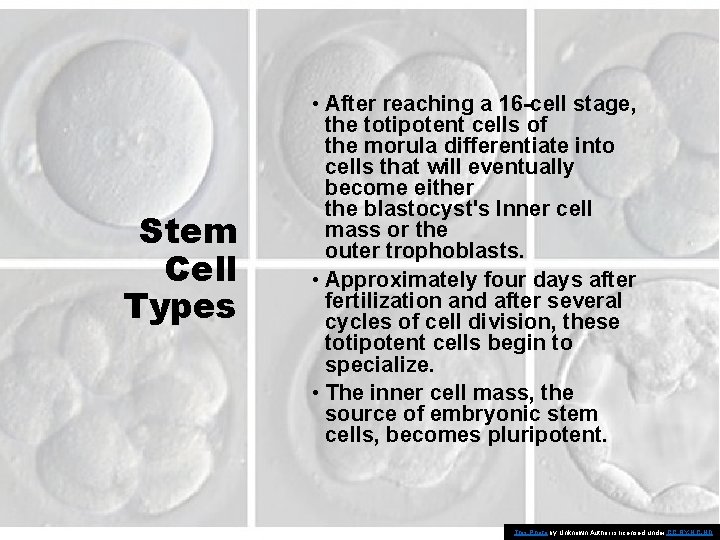 Stem Cell Types • After reaching a 16 -cell stage, the totipotent cells of