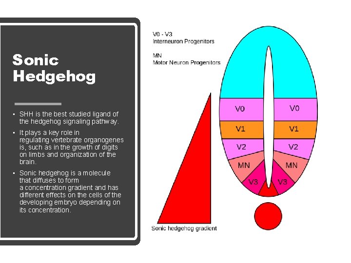 Sonic Hedgehog • SHH is the best studied ligand of the hedgehog signaling pathway.