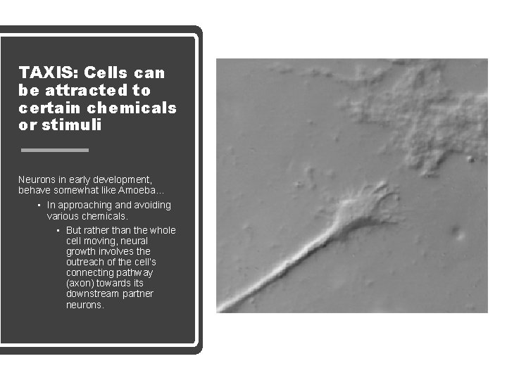 TAXIS: Cells can be attracted to certain chemicals or stimuli Neurons in early development,