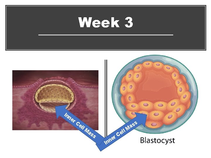 Week 3 In ne r C el l M as s ss a M