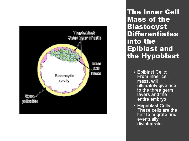 The Inner Cell Mass of the Blastocyst Differentiates into the Epiblast and the Hypoblast