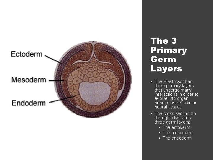 The 3 Primary Germ Layers • The Blastocyst has three primary layers that undergo