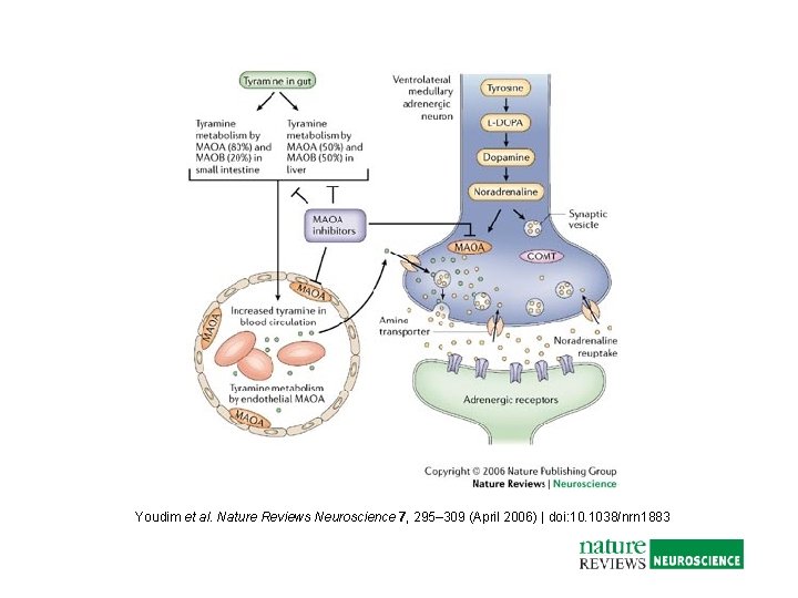 Youdim et al. Nature Reviews Neuroscience 7, 295– 309 (April 2006) | doi: 10. Youdim et al. Nature Reviews Neuroscience 7, 295– 309 (April 2006) | doi: 10.