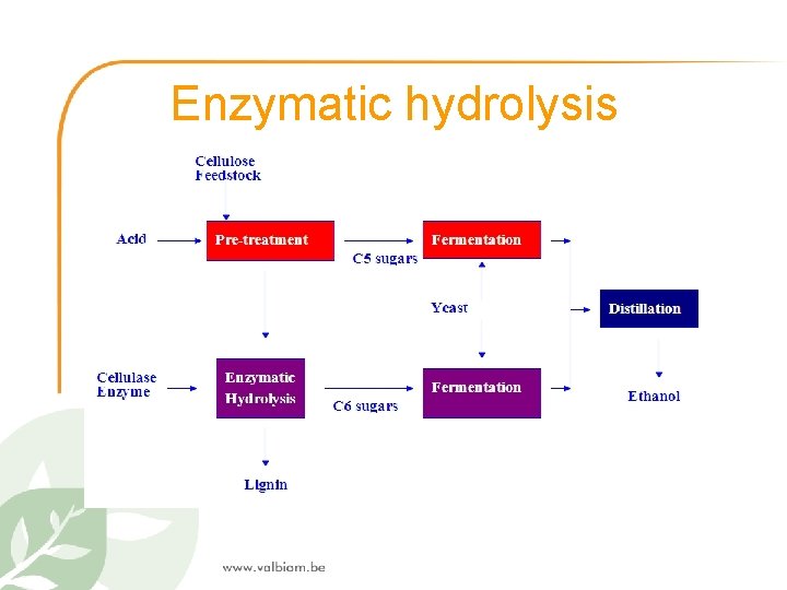 Enzymatic hydrolysis 