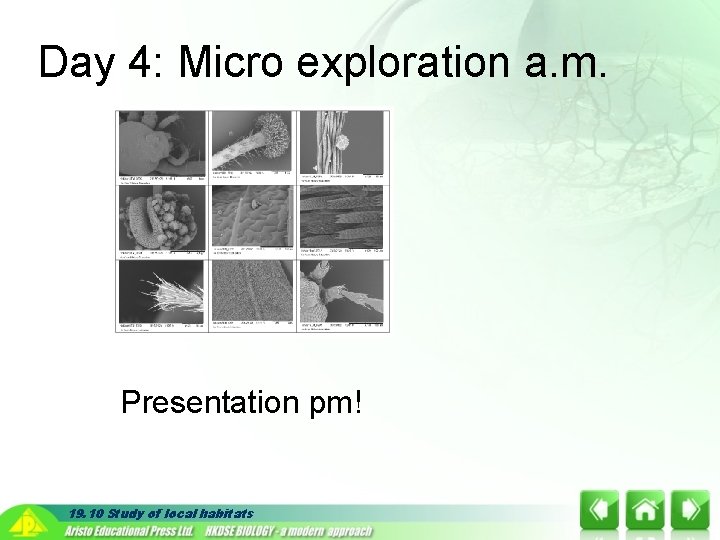 Day 4: Micro exploration a. m. Presentation pm! 19. 10 Study of local habitats