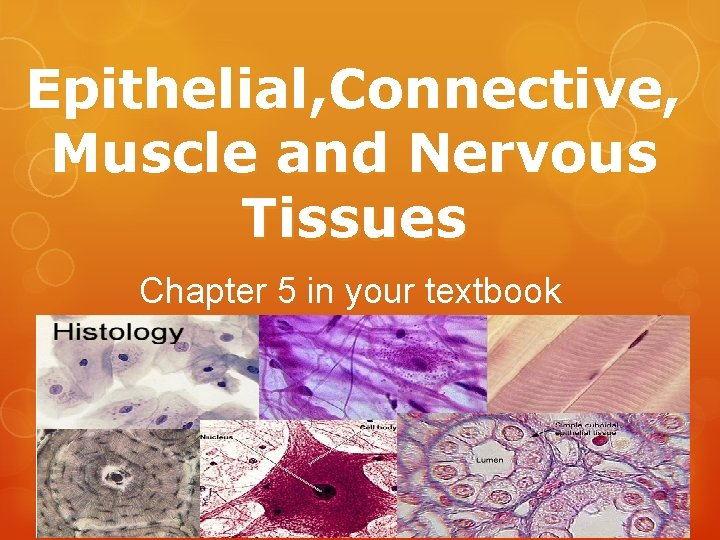 Epithelial, Connective, Muscle and Nervous Tissues Chapter 5 in your textbook 