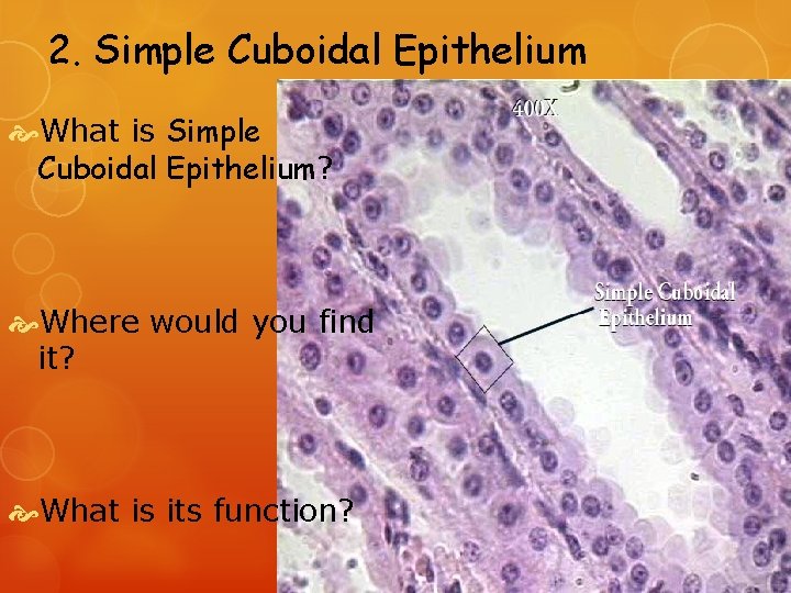 2. Simple Cuboidal Epithelium What is Simple Cuboidal Epithelium? Where would you find it?